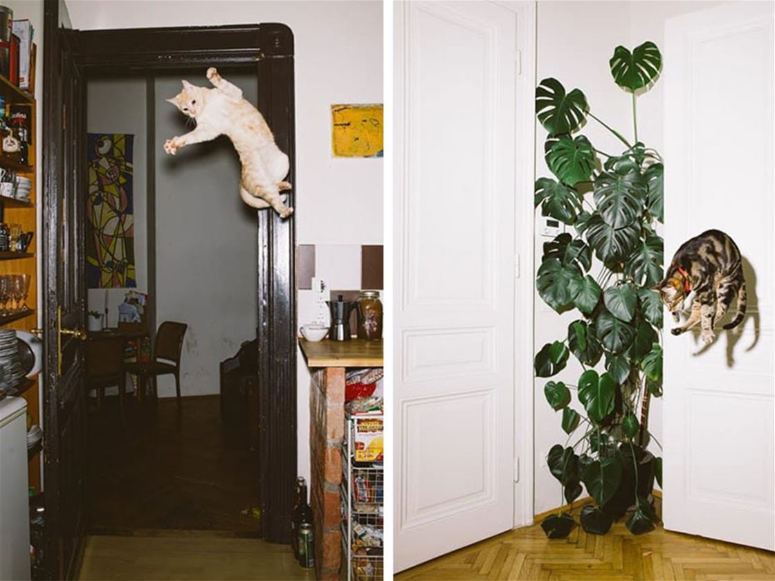 jumping cats jumping cats