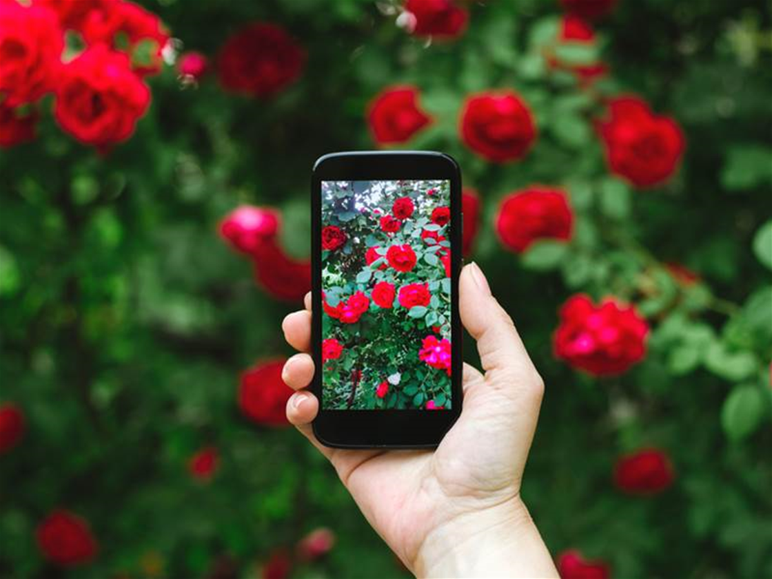 shazam for plants shazam for plants