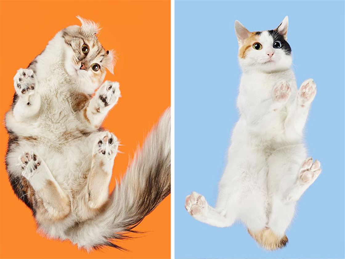 feline underbellies feline underbellies
