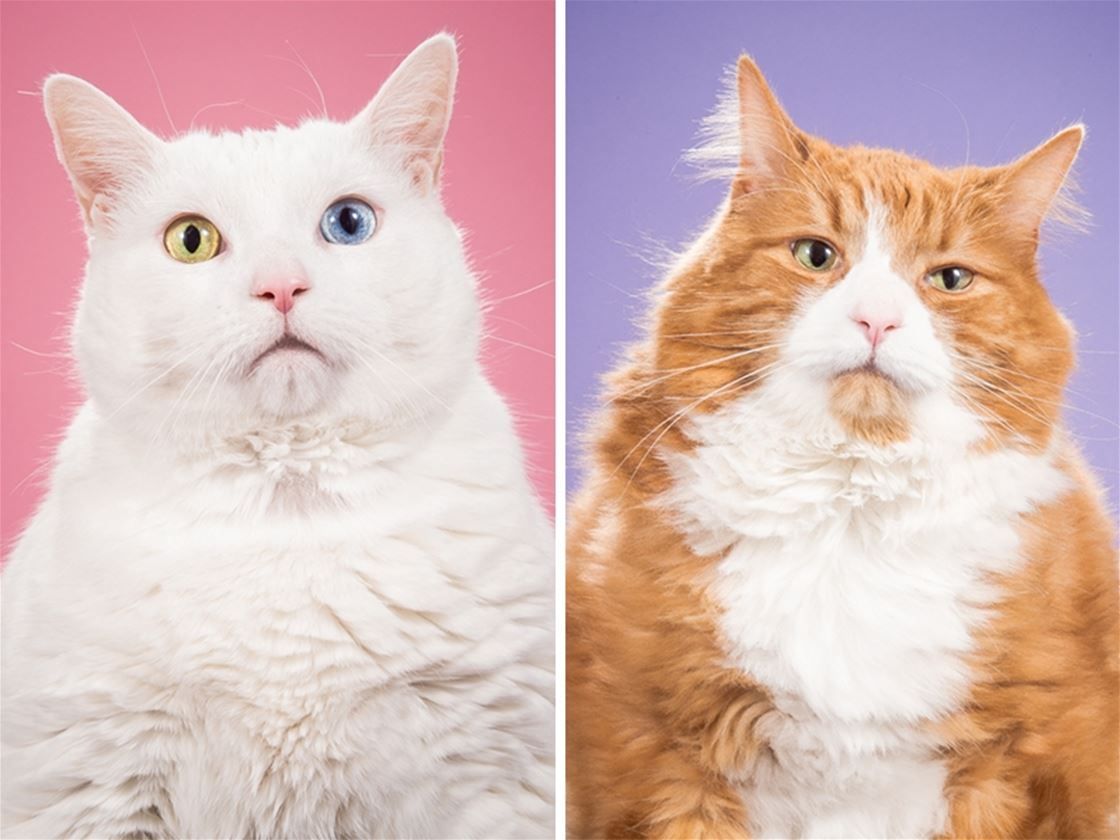 fat cats fat cats