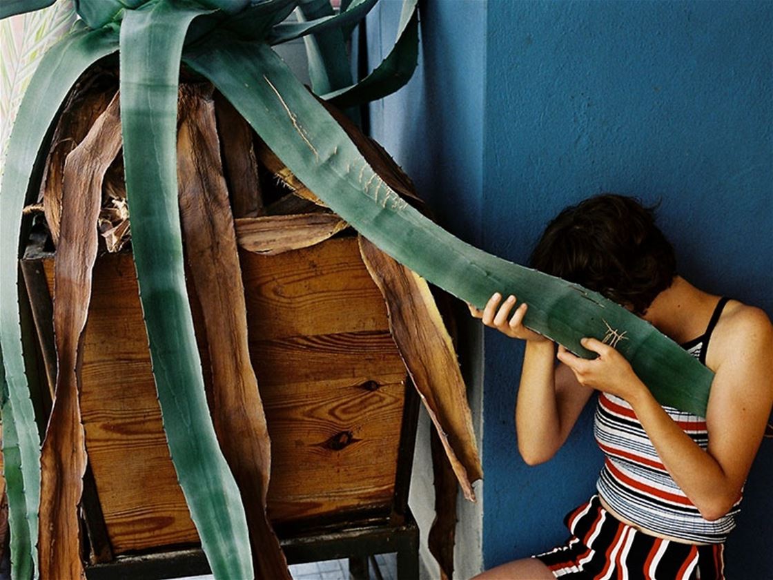 how to water indoor plants how to water indoor plants