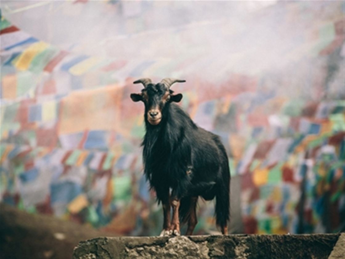 travel interview: tiger leaping gorge travel interview: tiger leaping gorge