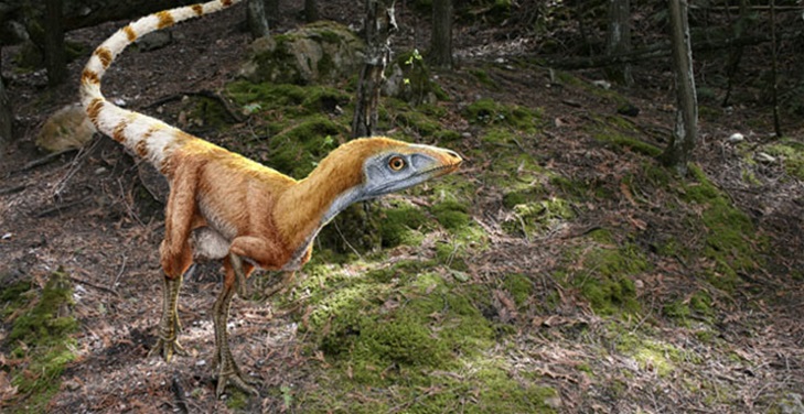 Why Did Dinosaurs Have Feathers? Why Did Dinosaurs Have Feathers?