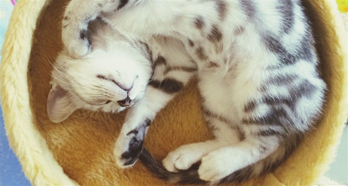 10 Fun Facts About Sleep 10 Fun Facts About Sleep