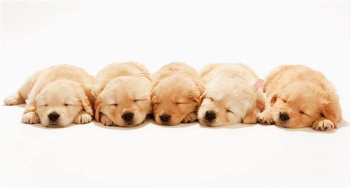Adopt a Pet! Adopt a Pet!