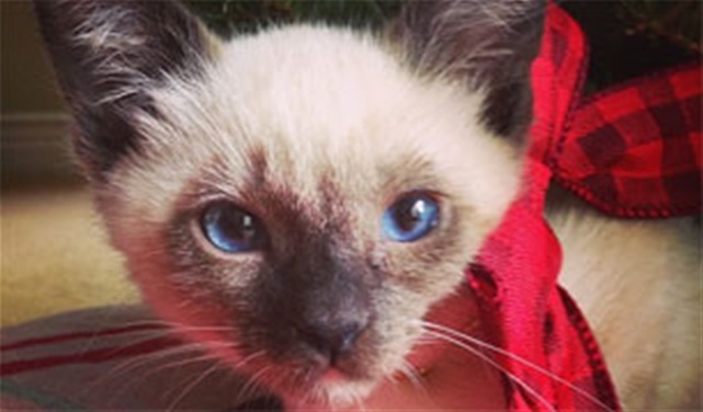 Bella Thorne's Christmas Kitten! Bella Thorne's Christmas Kitten!