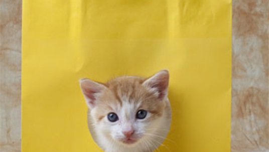 Cutest Kitten Photos!