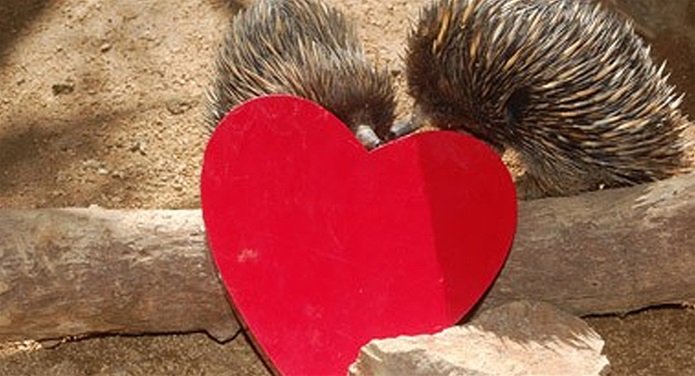 Valentines for Echidna BFFs! Valentines for Echidna BFFs!