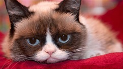 Kitten Update and New Book!