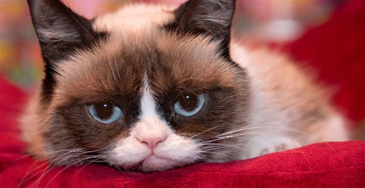 Interview with Grumpy Cat! Interview with Grumpy Cat!