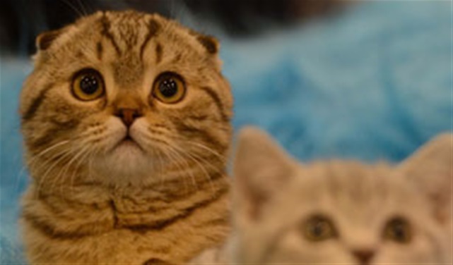 We Want to See Your Pet in Total Girl! We Want to See Your Pet in Total Girl!