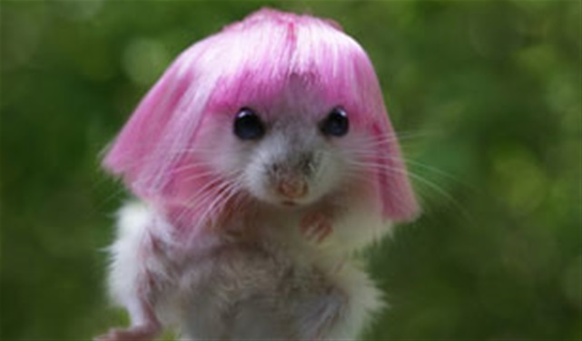 Now You're Talkin' Pets! Now You're Talkin' Pets!