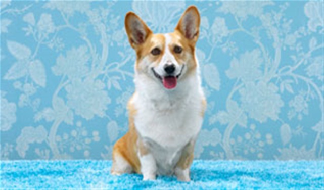 Dogs Who Rule The World Dogs Who Rule The World