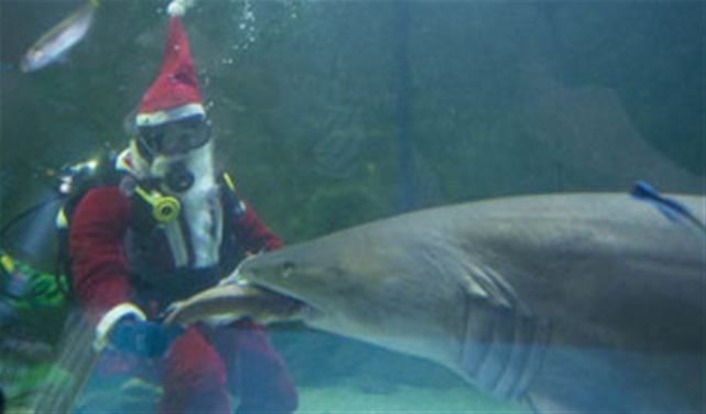 Scuba Santa Feeds Sharks! Scuba Santa Feeds Sharks!