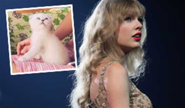 Taylor Swift's New Kitten Taylor Swift's New Kitten