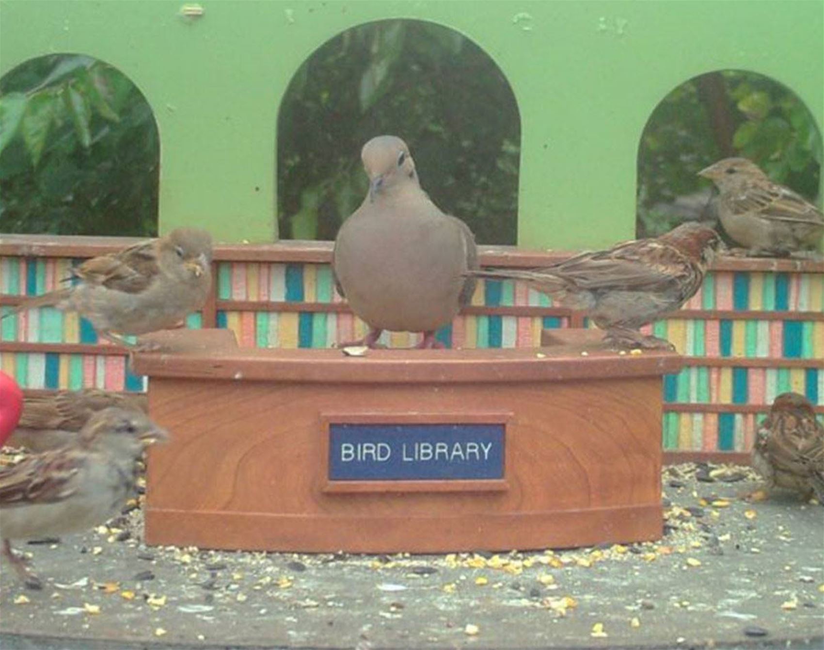 Bird Library Layout tune into the bird library • life • frankie magazine • frankie magazine ...