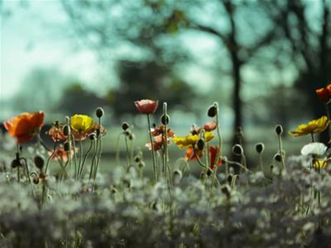 laura forest photography • photography • frankie magazine • australian ...