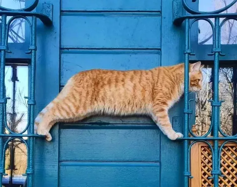 peep istanbul through the eyes of the city&#8217;s many cats