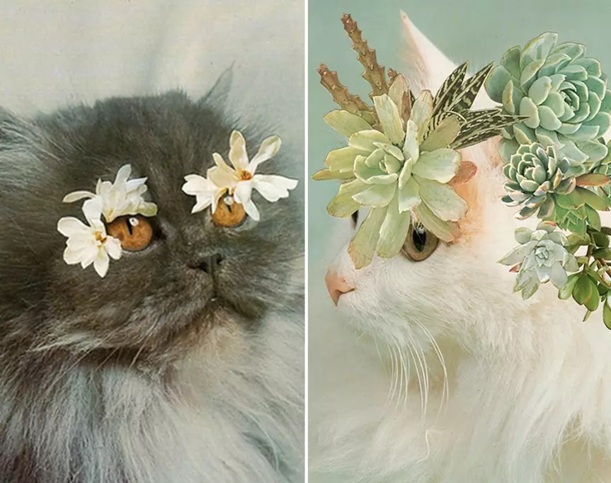 stephen eichhorn&#8217;s cats and plants