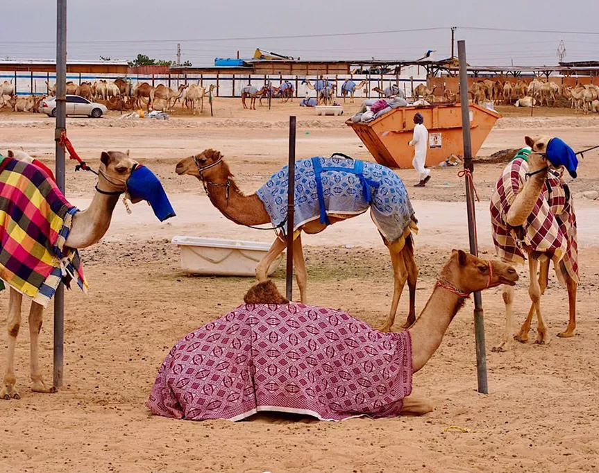 aude delannoy dib’s vibrant view of the world