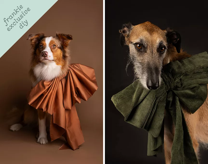 frankie exclusive diy: super-cute accessories for pups