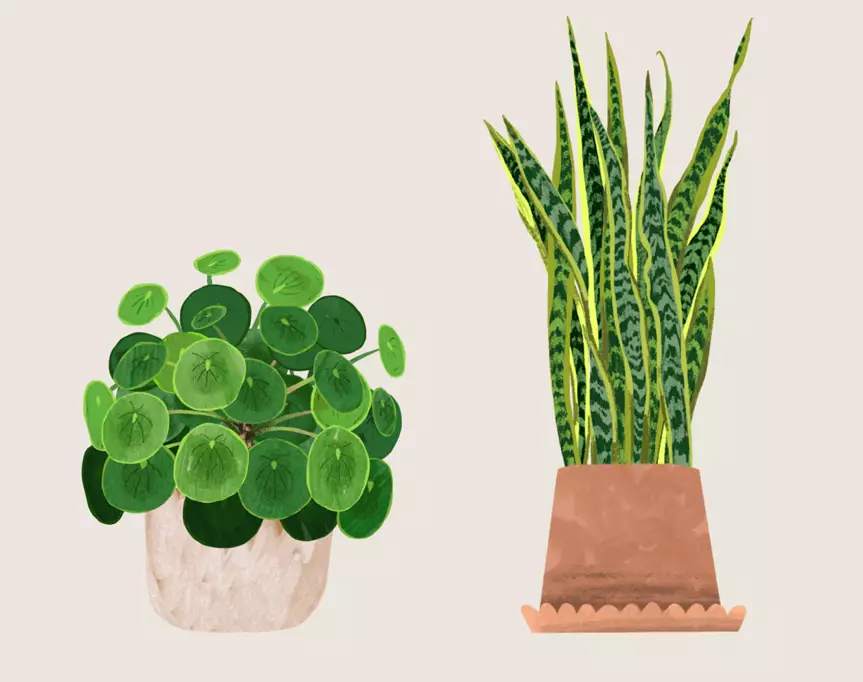 finally! an online guide to indoor plants!