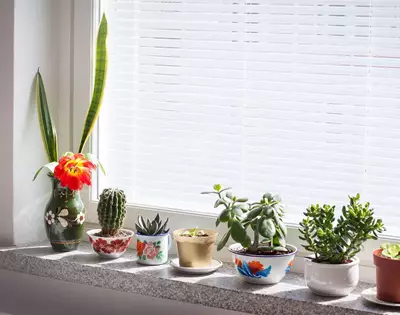 tips for decorating your house with indoor plants