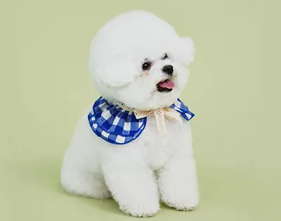 a gingham cape for your canine