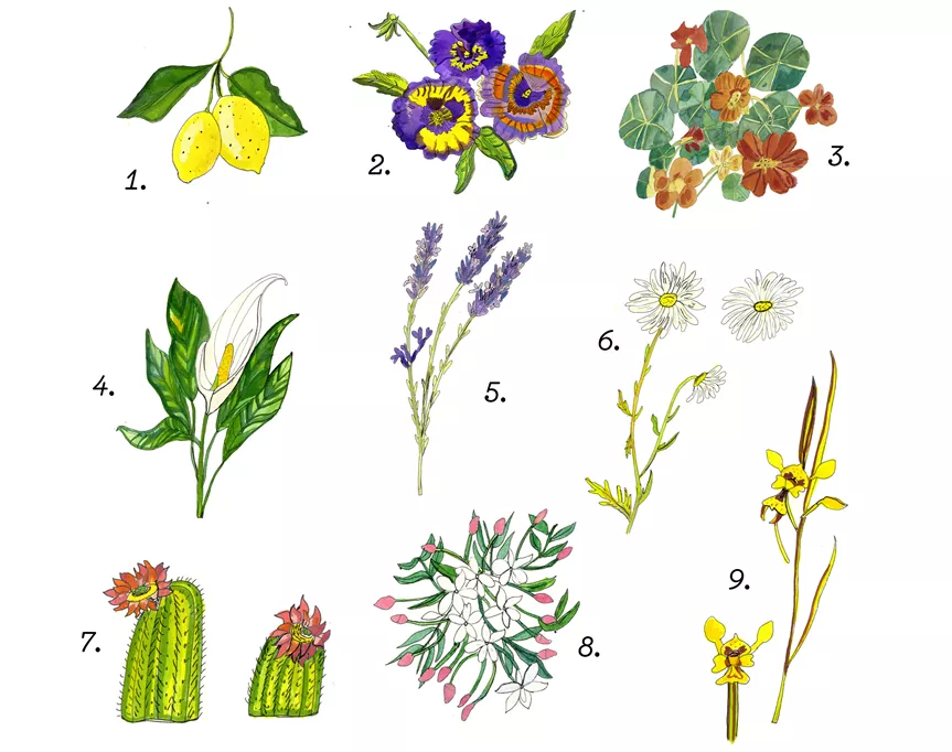 learn about some nifty plants that have some major health benefits