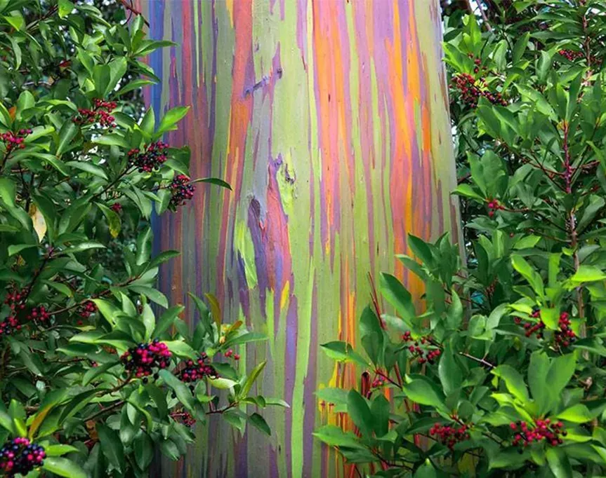 the real-life trees that look like paintings