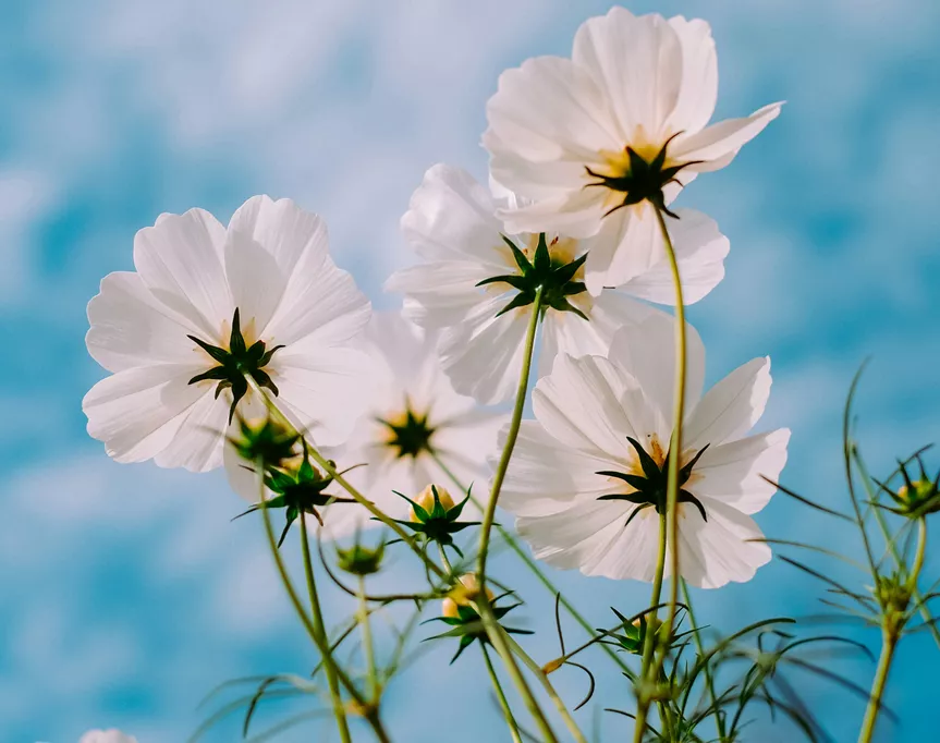 tunesday – frankie's springtime mix
