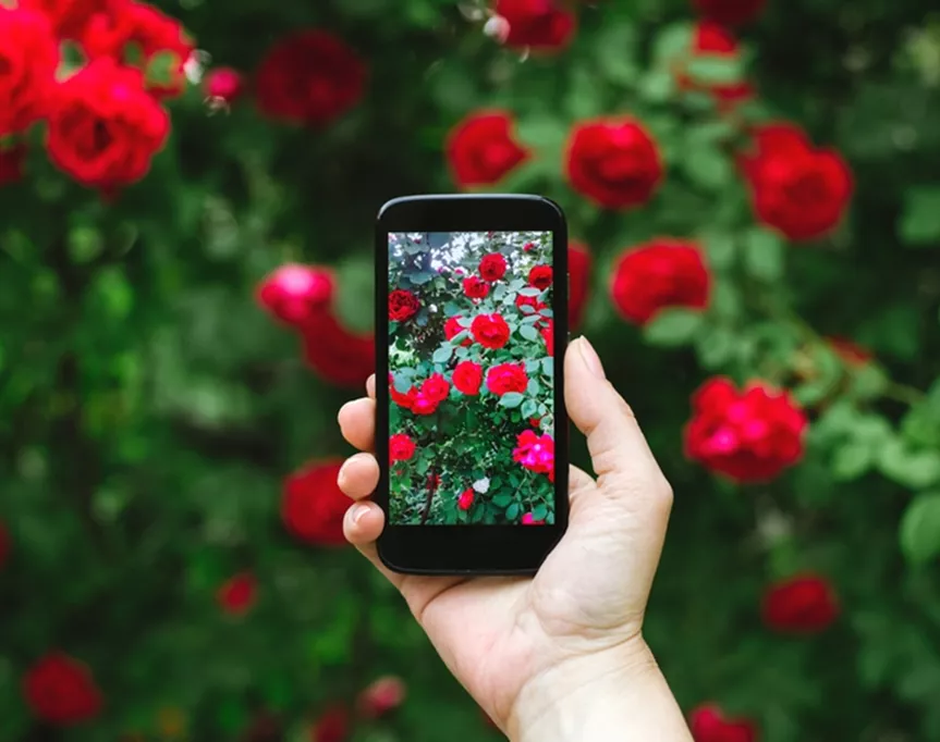 shazam for plants