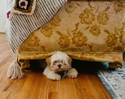 a super-quick guide to interior design for pets