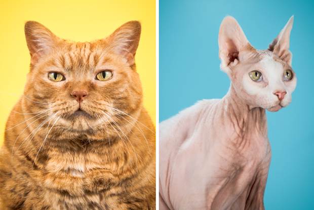 fat cats 1
