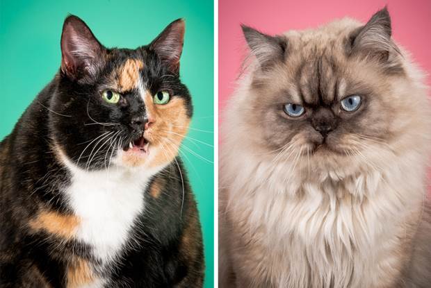 fat cats 2