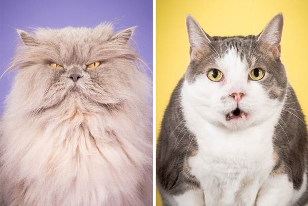 fat cats 4