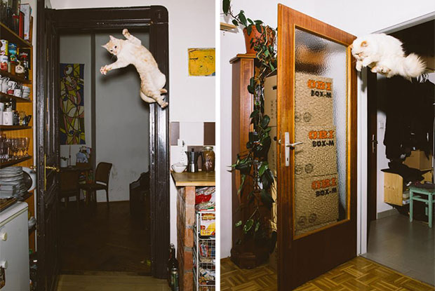 jumping cats body 2