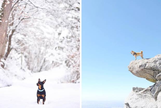 minimal pup 1