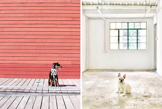 minimal pup 2