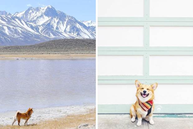 minimal pup 4