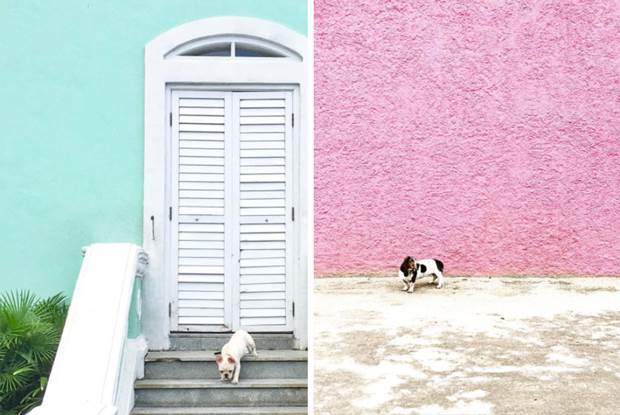 minimal pup 5