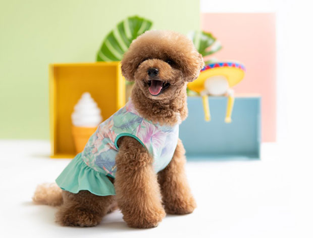 oh pop dog blog 3