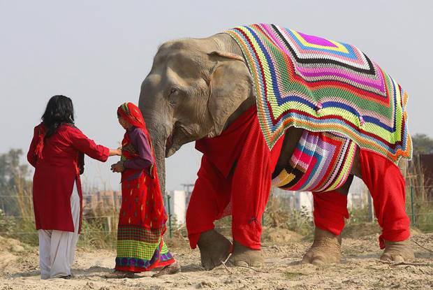 rugged up elephants 1
