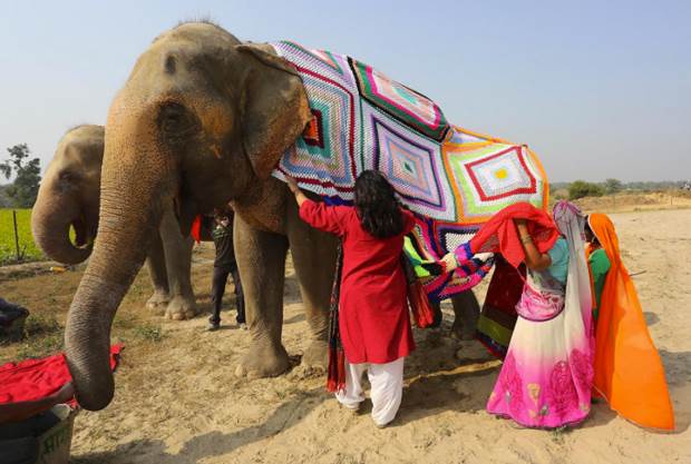 rugged up elephants 3