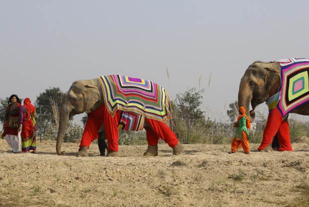 rugged up elephants 4
