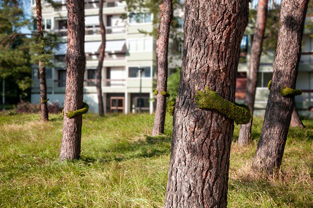 tree hug frankie 2