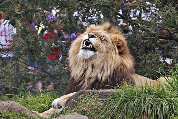 zoos 3