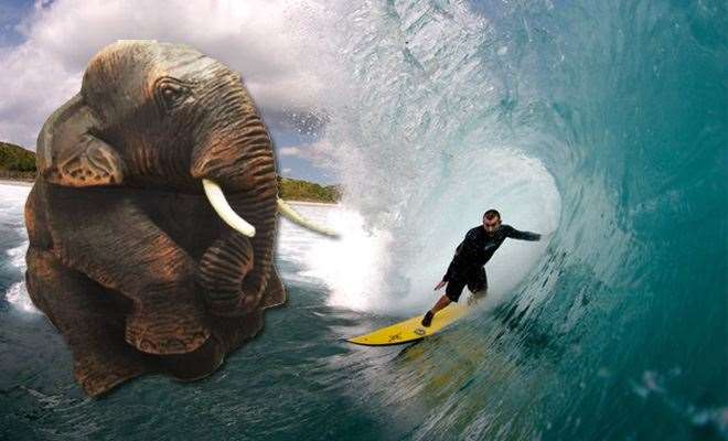 Surfing and the Elephant in the Room - Tracks Magazine - The Surfers ...