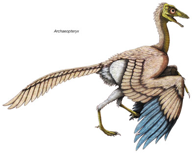 Why Did Dinosaurs Have Feathers? – K-Zone