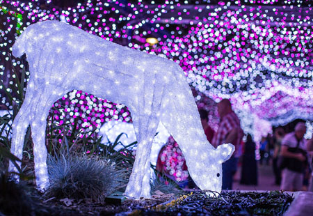 Christmas deer - Canberra Christmas lights